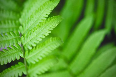 Yaprak yeşil doku arka plan, tropikal bırak yeşillik gibi küçük sivri şeklinde. Tropikal yaprak kavram