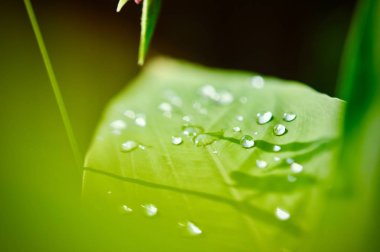 Yaprak yeşil doku arka plan, tropikal bırak yeşillik gibi küçük sivri şeklinde. Tropikal yaprak kavram