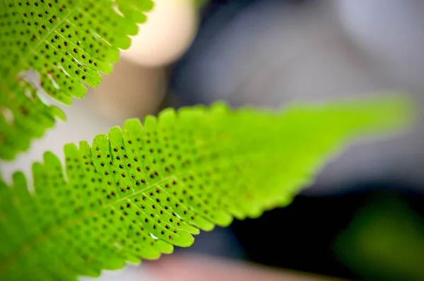 Grüne Blattstruktur Hintergrund Tropisches Laub Blätter Sind Wie Winzige Ähren — Stockfoto