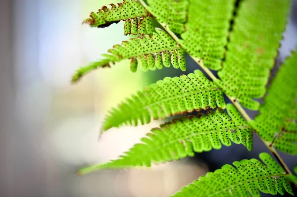 绿叶纹理背景 热带树叶的形状像小穗状花序 热带叶子概念 — 图库照片