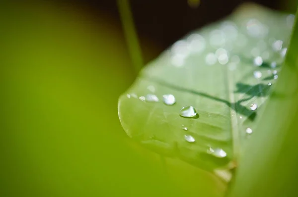 Zielony Liść Tekstura Tło Tropikalny Urlop Liści Kształcie Drobnych Kolców — Zdjęcie stockowe