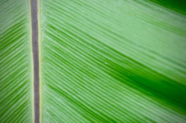 Tropikal ormandaki yapraklar, yeşil yaprakların dokusu, ormandaki yapraklar. Bahçe ve Yeşil Duvar. Yeşil soyut arkaplan.