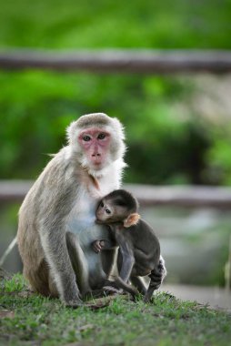 Kapalı anne kucaklaşması bebek maymun Tayland 'da, ailenin maymun bir annesi ve şirin bir maymun bebeği var. Maymun oynuyor ve bakıyor..