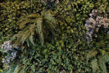 Tropikal yeşil yaprak dokusunu kapat. Tropik orman ve seyahat macerası, yeşil yapraklar doğa arka planı