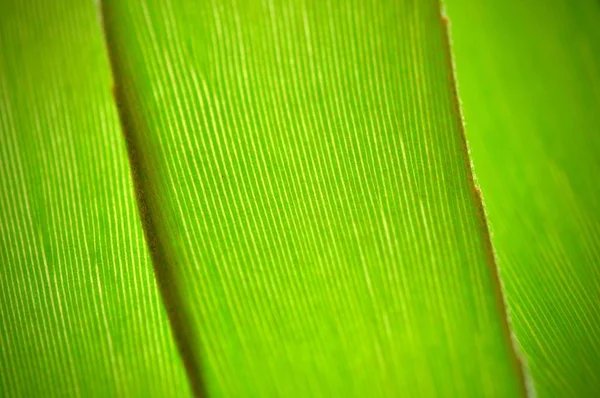 leaves in the tropical forest,Texture of green leaves, leaf in Forest. Garden and Green wall. Green abstract background.