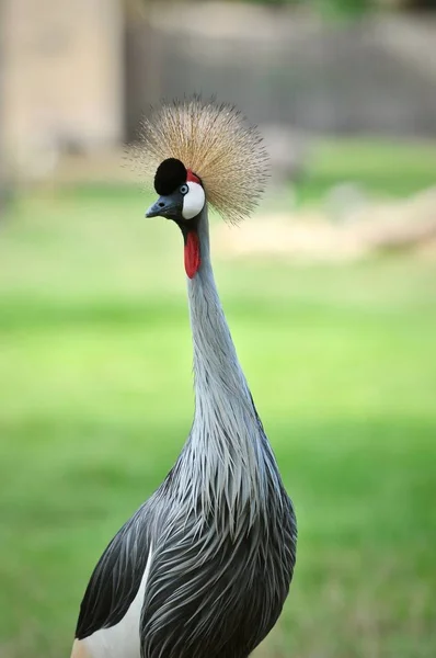 美丽的非洲鸟 动物园里的灰王冠鹤或百灵鸟 — 图库照片