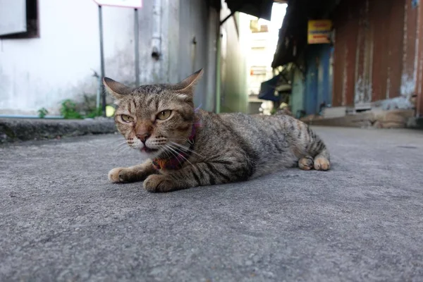 Gato Siamés Gato Doméstico Tailandés Muy Lindo Inteligente Mascota Casa — Foto de Stock