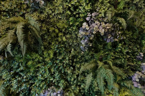 Закрыть Естественный Фон Текстуры Зеленых Листьев Тропический Лес Путешествия Приключения — стоковое фото
