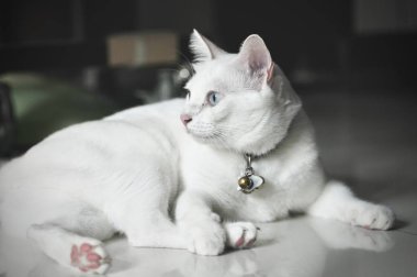 Siyam kedisi Tay yerli kedi, çok şirin ve akıllı evde beslenen hayvan içinde ev, güzel beyaz kedi ve mavi göz, evde beslenen hayvan içinde ev kavramı..