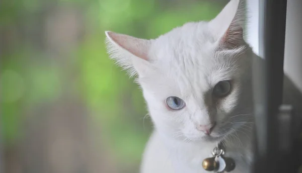 Gato Siamês Gato Doméstico Tailandês Animal Estimação Muito Bonito Inteligente — Fotografia de Stock