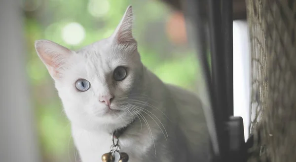 Siamese Kat Thaise Binnenlandse Kat Zeer Leuke Slimme Huisdier Huis — Stockfoto