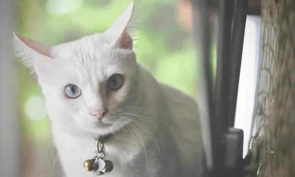 Gato Siamês Gato Doméstico Tailandês Animal Estimação Muito Bonito Inteligente — Fotografia de Stock