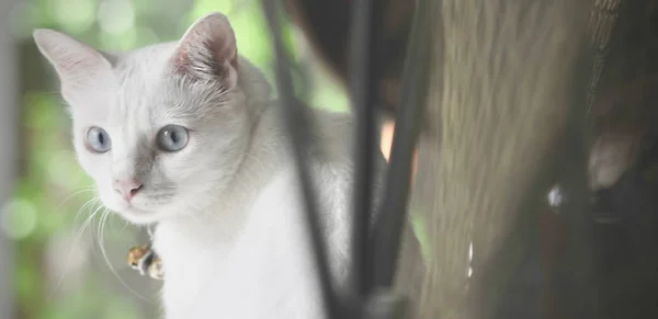 Siamkatze Ist Die Thailändische Hauskatze Sehr Niedlich Und Smart Haustier — Stockfoto