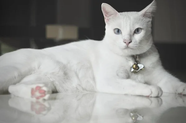 Siamese Katt Thailändska Tamkatt Mycket Söt Och Smart Husdjur Huset — Stockfoto