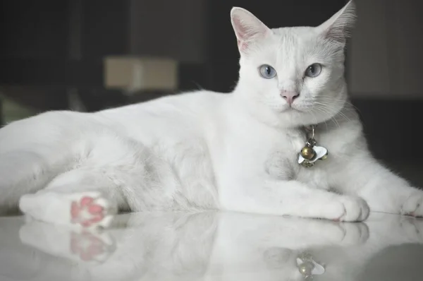 Gato Siamês Gato Doméstico Tailandês Animal Estimação Muito Bonito Inteligente — Fotografia de Stock