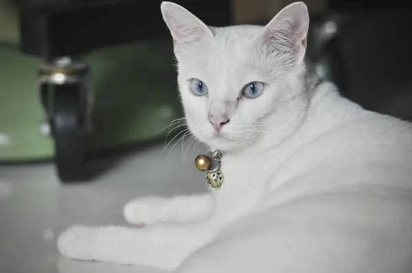 暹罗猫是泰国国内猫 非常可爱和聪明的宠物在房子里 美丽的白猫和蓝眼睛 宠物在房子的概念 — 图库照片