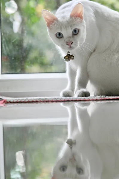 Gatto Siamese Gatto Domestico Tailandese Animale Domestico Molto Carino Intelligente — Foto Stock