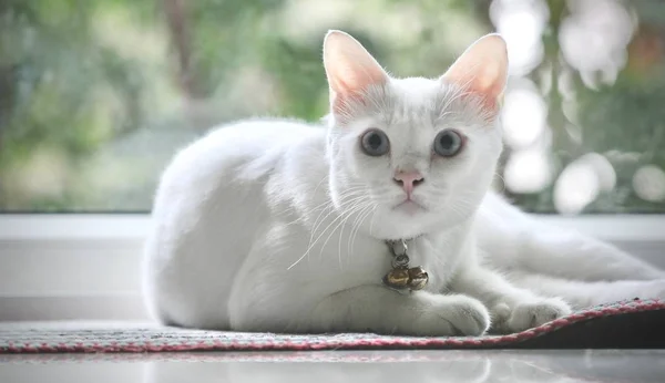 Gato Siamês Gato Doméstico Tailandês Animal Estimação Muito Bonito Inteligente — Fotografia de Stock