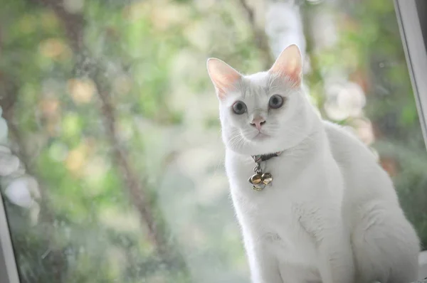 Gatto Siamese Gatto Domestico Tailandese Animale Domestico Molto Carino Intelligente — Foto Stock