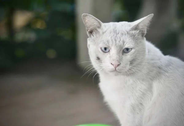 Siamese Kat Thaise Binnenlandse Kat Zeer Leuke Slimme Huisdier Huis — Stockfoto