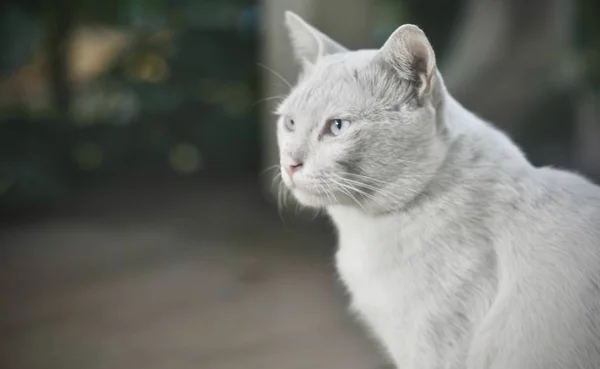 Gato Siamês Gato Doméstico Tailandês Animal Estimação Muito Bonito Inteligente — Fotografia de Stock