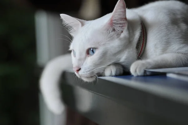 Siamese Cat Thai Domestic Cat Very Cute Smart Pet House — Stock Photo, Image