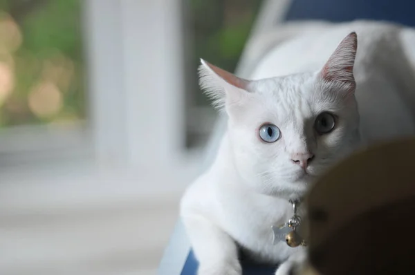 暹罗猫是泰国国内猫 非常可爱和聪明的宠物在房子里 美丽的白猫和蓝眼睛 宠物在房子的概念 — 图库照片