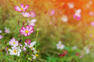 Pembe kozmos çiçeğini bahçe bahçesinin arka planında fotokopi alanı ile kapatın. Bahar ya da yaz mevsimi için çiçek sınırı ve çerçeve.