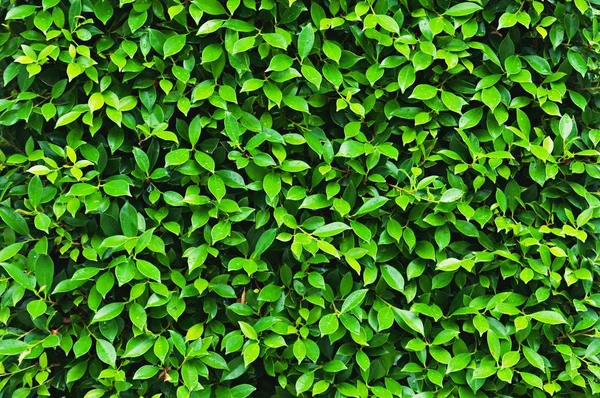 Tropikal yeşil yaprak dokusunu kapat. Tropik orman ve seyahat macerası, yeşil yapraklar doğa arka planı