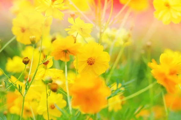 Fleurs Jaunes Avec Herbe Printemps Vent Gros Plan Macro Avec — Photo