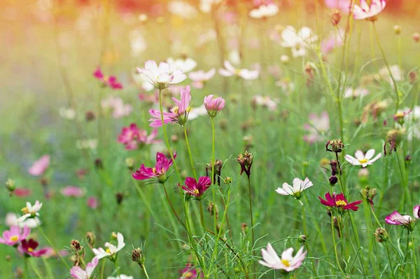 Fermer Fleur Cosmos Rose Sur Fond Parc Jardin Extérieur Avec — Photo