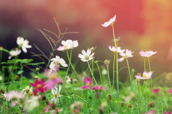 Fermer Fleur Cosmos Rose Sur Fond Parc Jardin Extérieur Avec — Photo