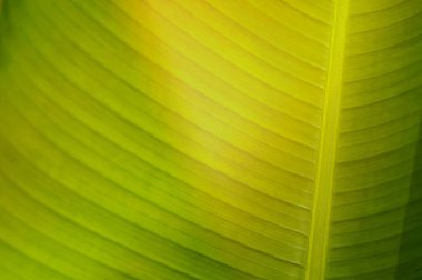 Tropikal yeşil yaprak dokusunu kapat. Tropik orman ve seyahat macerası, yeşil yapraklar doğa arka planı