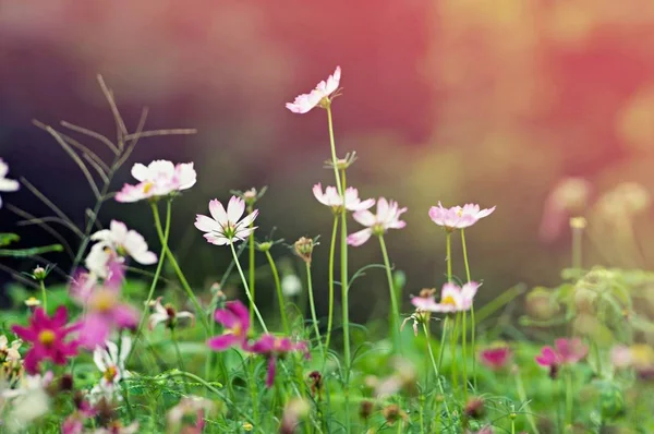 Fermer Fleur Cosmos Rose Sur Fond Parc Jardin Extérieur Avec — Photo