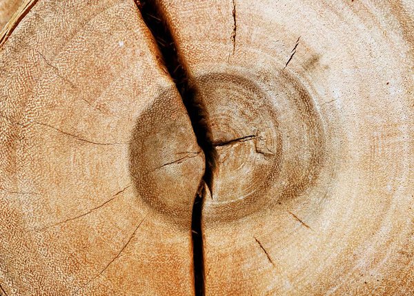 Кора дерева, поперечное сечение цепи пилы ствол дерева с кругами, дерево коры текстуры фона обои
