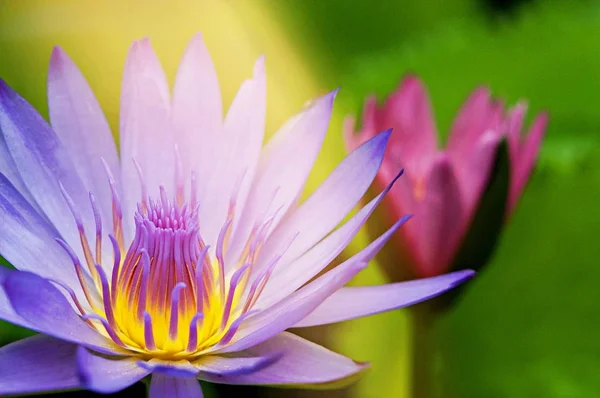 Fiore Loto Rosa Stagno Fioritura Mattino Con Raggio Luce Del — Foto Stock