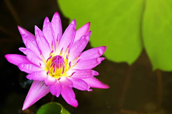 Fiore Loto Rosa Stagno Fioritura Mattino Con Raggio Luce Del — Foto Stock