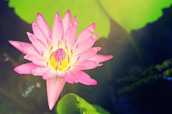 Fiore Loto Rosa Stagno Fioritura Mattino Con Raggio Luce Del — Foto Stock