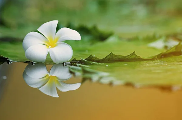 荷叶上的一朵白梅花 李拉瓦迪花及其在水中的倒影 美丽的背景和贺卡的复制空间 — 图库照片