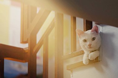 Siyam kedisi Tayland evcil kedisidir, çok tatlı ve akıllı bir evcil hayvan, güzel beyaz kedi bakıyor ve fayans zemininde biraz dinleniyor.