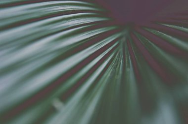 Tropikal yeşil yaprak dokusunu kapat. Tropik orman ve seyahat macerası, yeşil yapraklar doğa arka planı