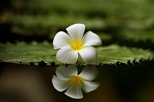 Una Flor Plumeria Blanca Hoja Loto Flor Leelawadee Reflejo Agua —  Fotos de Stock