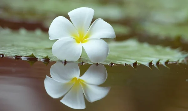 Ένα Λουλούδι Από Λευκό Plumeria Φύλλο Λωτού Leelawadee Λουλούδι Και — Φωτογραφία Αρχείου