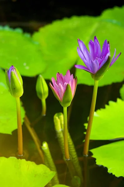 Lotusblume Blüht Sommer Weißer Lotus Blüht Park Lotusblätter Und Blumen — Stockfoto