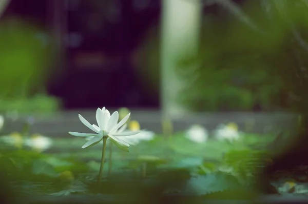 Λουλούδι Λωτού Ανθίζει Καλοκαίρι Λευκό Λωτό Ανθίζει Στο Πάρκο Φύλλα — Φωτογραφία Αρχείου