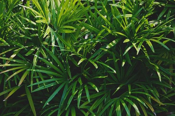 熱帯性の緑の葉の質感の背景を閉じます 熱帯林と旅行の冒険 緑の葉自然背景 — ストック写真