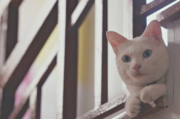 Siamská Kočka Thajská Domácí Kočka Velmi Roztomilý Chytrý Mazlíček Domě — Stock fotografie