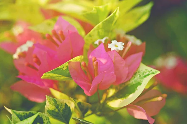Ένα Ροζ Λουλούδια Φόντο Φύση Όμορφη Τονωτικό Σχεδιασμό Άνοιξη Φύση — Φωτογραφία Αρχείου