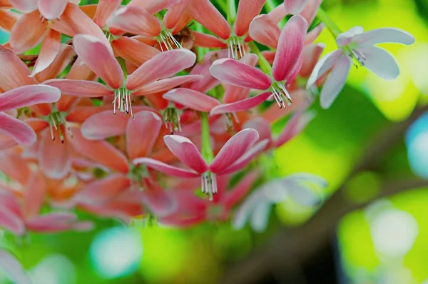 Fondo Flores Rosadas Naturaleza Hermosa Tonificación Diseño Primavera Naturaleza Plantas —  Fotos de Stock