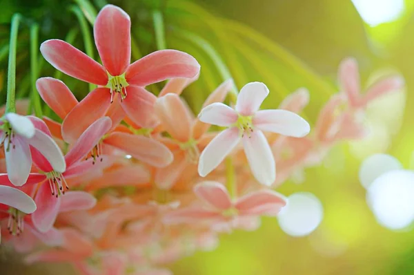 粉红的花朵背景 自然美丽 柔和的设计 春天的自然 阳光植物 — 图库照片